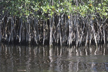 Mangrove in het Everglades National Park